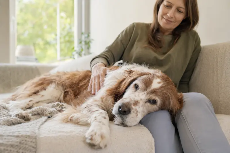 Ein älterer Irisch rot-weisser Setter Hund liegt entspannt auf einem gemütlichen Sofa, während sein Besitzer ihn liebevoll streichelt.