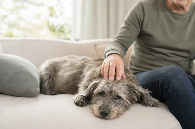 Ein älterer Irish Glen of Imaal Terrier liegt entspannt auf einem Sofa, während sein Besitzer ihn streichelt.