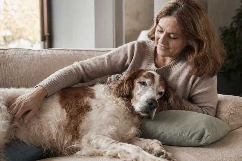 Ein älterer Irish Red and White Setter Hund liegt entspannt auf einem Sofa, während sein Besitzer ihn liebevoll streichelt.