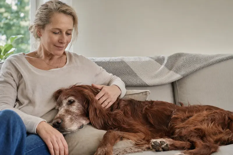 Älterer Irish Red Setter liegt entspannt auf einem Sofa, während sein Besitzer ihn liebevoll streichelt.