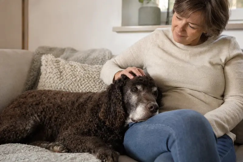 Ein älterer Irish Water Spaniel entspannt auf einem Sofa, während sein Besitzer ihn liebevoll streichelt.