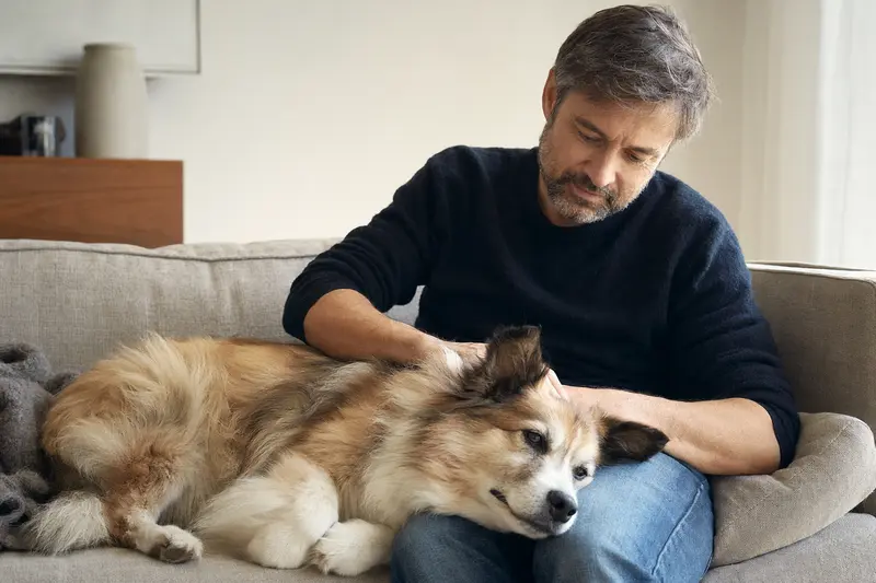 Ein älterer Isländischer Schäferhund liegt entspannt auf einem Sofa, während sein Besitzer ihn liebevoll streichelt.