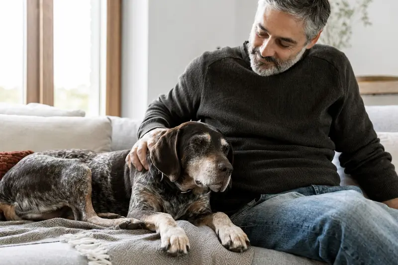 Ein älterer Istarski Kratkodlaki Gonic Hund liegt entspannt auf einem Sofa, während sein Besitzer ihn liebevoll streichelt und eine warme, ruhige Atmosphäre schafft.