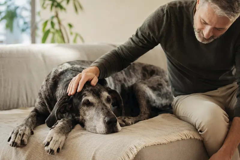 Eine ältere Italienische Dogge liegt entspannt auf einem Sofa, während ihr Besitzer sie liebevoll streichelt.