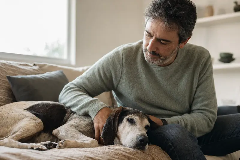 Ein älterer Italienischer Laufhund liegt entspannt auf einem gemütlichen Sofa, während sein Besitzer ihn liebevoll streichelt.