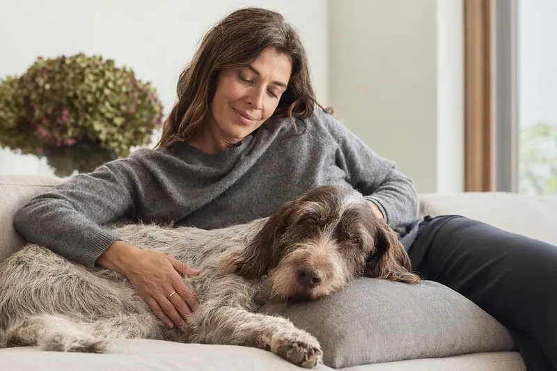 Ein älterer Italienischer Spinone liegt entspannt auf einem gemütlichen Sofa, während sein Besitzer ihn liebevoll streichelt.