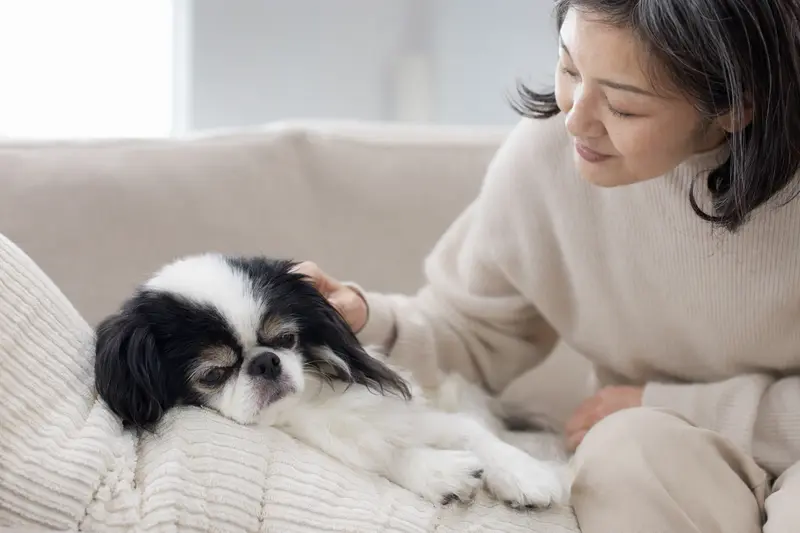 Älterer Japan-Chin Hund liegt entspannt auf einem Sofa, während sein Besitzer ihn liebevoll streichelt – ein Symbol für Fürsorge und Sicherheit im Zuhause.