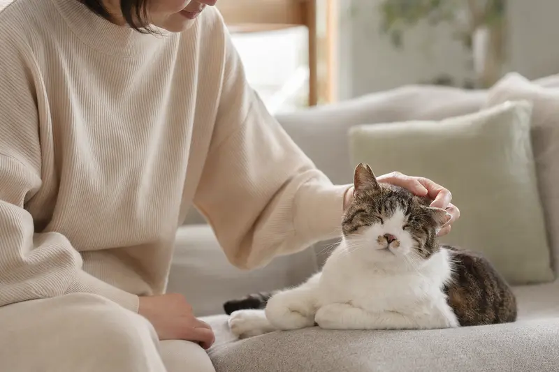 Eine ältere Japanische Stummelschwanzkatze liegt entspannt auf einem Sofa, während ihr Besitzer liebevoll streichelt.