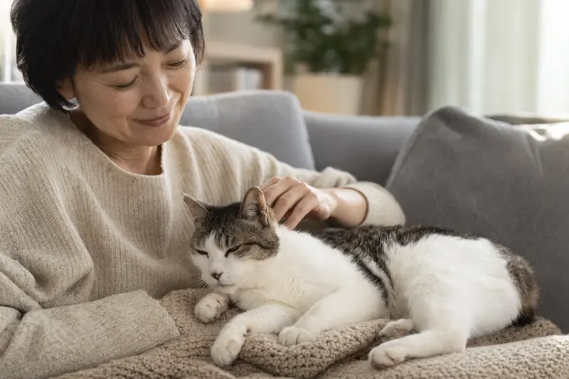 Eine ältere Japanische Bobtail Katze wird liebevoll von ihrem Besitzer auf einem gemütlichen Sofa gestreichelt, umgeben von warmer Lichtstimmung.