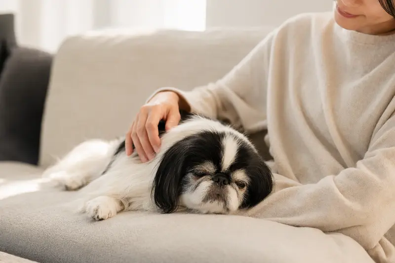 Ein älterer Japanischer Chin Hund liegt entspannt auf einem gemütlichen Sofa, während sein Besitzer ihn liebevoll streichelt und eine warme Lichtstimmung im Raum herrscht.