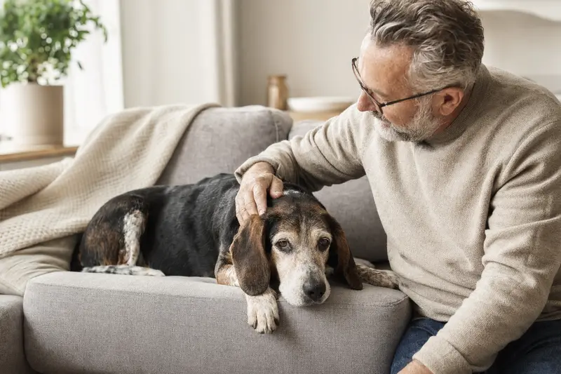 Ein älterer Jugoslawischer Dreifarbiger Bracke entspannt auf einem Sofa, während sein Besitzer ihn liebevoll streichelt.