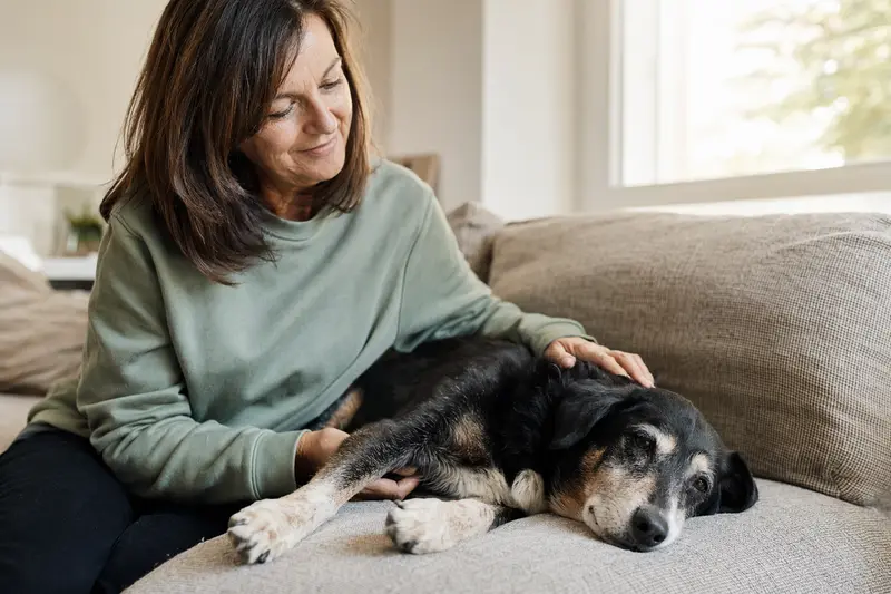Ein älterer jugoslawischer Dreifarbiger Hund liegt entspannt auf einem Sofa, während sein Besitzer ihn liebevoll streichelt und eine warme Lichtstimmung erzeugt.