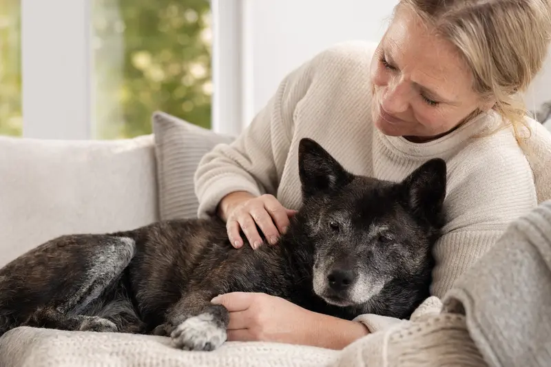 Ein älterer Kai Ken Hund liegt entspannt auf einem bequemen Sofa, während sein Besitzer ihn streichelt und eine warme Lichtstimmung herrscht.