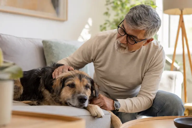 Ein älterer Kaikadi Hund genießt die liebevolle Zuwendung seines Besitzers auf einem gemütlichen Sofa.
