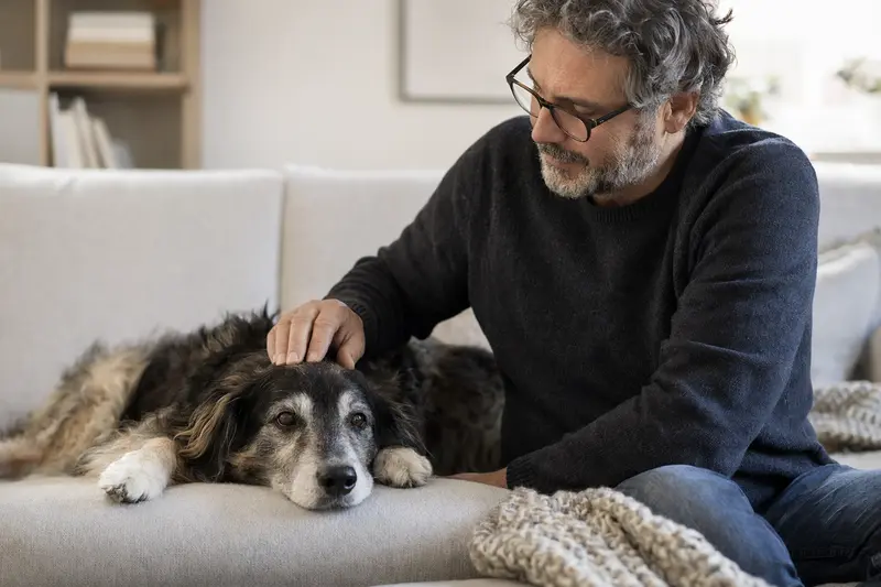 Ein älterer Kanadischer Schäferhund liegt entspannt auf einem Sofa, während sein Besitzer ihm liebevoll über den Kopf streichelt.