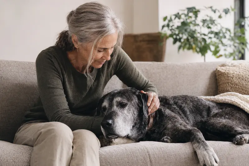 Ein älterer Kanarische Dogge Hund genießt die Fürsorge seines Besitzers auf einem gemütlichen Sofa.