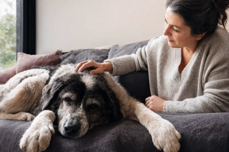 Ein älterer Karakachan Hund entspannt auf einem Sofa, während sein Besitzer ihn liebevoll streichelt.