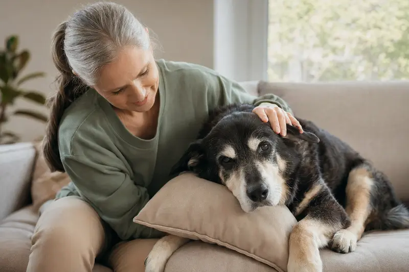 Ein älterer Karelischer Bärenhund entspannt auf einem Sofa, während sein Besitzer ihn liebevoll streichelt.