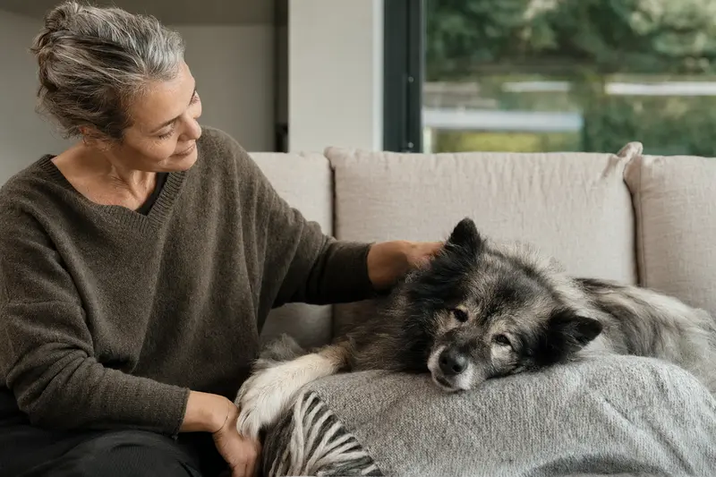 Ein älterer Keeshond liegt entspannt auf einem komfortablen Sofa, während sein Besitzer ihn liebevoll streichelt.