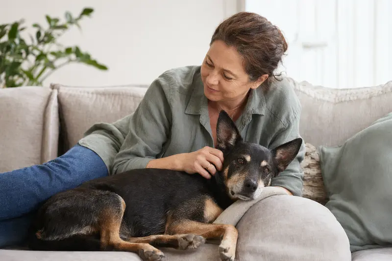 Älterer Kelpie Hund liegt entspannt auf einem Sofa, während sein Besitzer ihn liebevoll streichelt.
