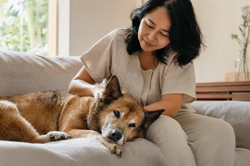 Ein älterer Kintamani Hund liegt entspannt auf einem gemütlichen Sofa, während sein Besitzer ihn liebevoll streichelt.