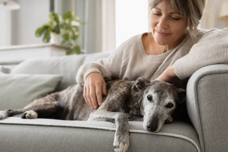 Älterer Kleiner Englischer Windhund liegt entspannt auf einem Sofa, während sein Besitzer ihn liebevoll streichelt.