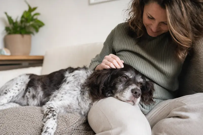 Ein älterer Kleiner Münsterländer liegt entspannt auf einem Sofa, während sein Besitzer ihn liebevoll streichelt.