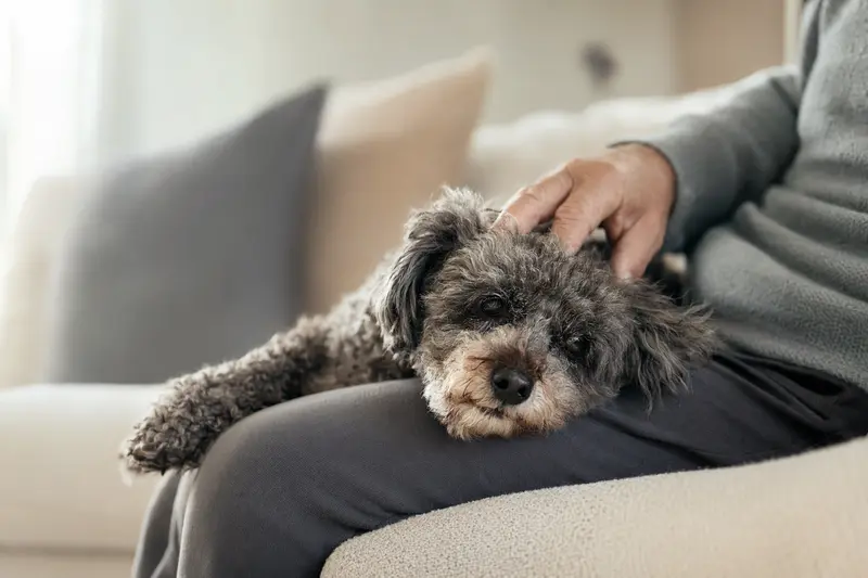 Ein älterer Kleinpudel liegt entspannt auf einem gemütlichen Sofa, während sein Besitzer ihn liebevoll streichelt.