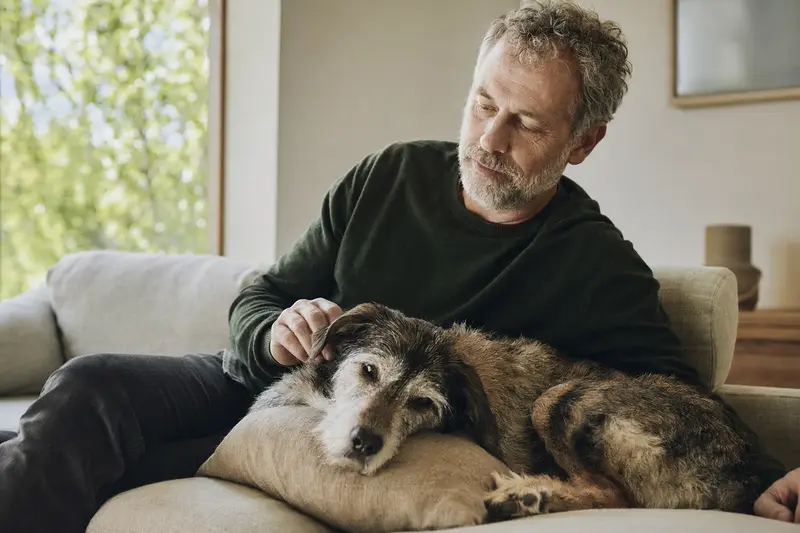 Ein älterer Kongo-Terrier Hund liegt entspannt auf einem gemütlichen Sofa, während sein Besitzer ihn liebevoll streichelt.