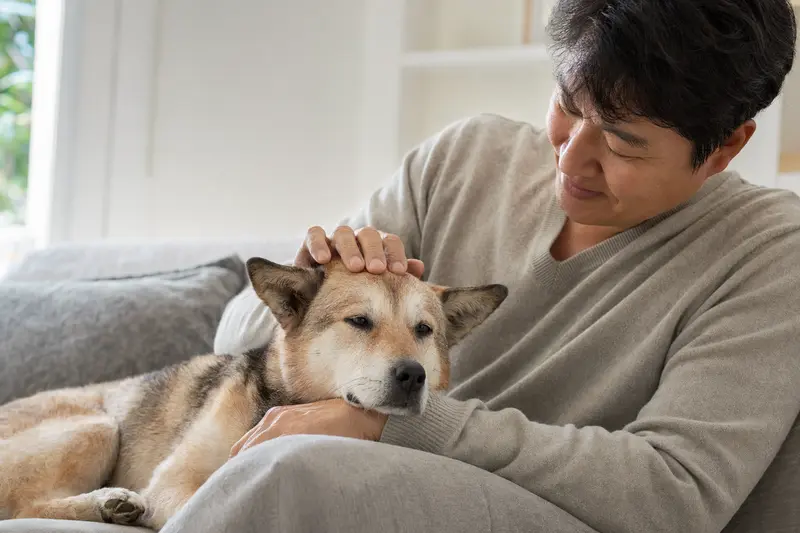 Ein älterer koreanischer Jindo Hund liegt entspannt auf dem Sofa, während sein Besitzer ihn liebevoll streichelt.