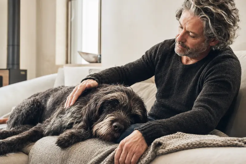 Ein älterer Korthals Griffon Hund geniest eine entspannte Zeit auf dem Sofa, während sein Besitzer ihn liebevoll streichelt.