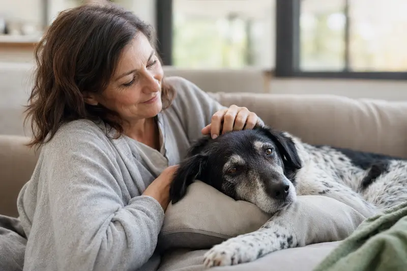 Ein älterer Kretischer Spürhund liegt entspannt auf einem gemütlichen Sofa, während sein Besitzer ihn liebevoll streichelt.