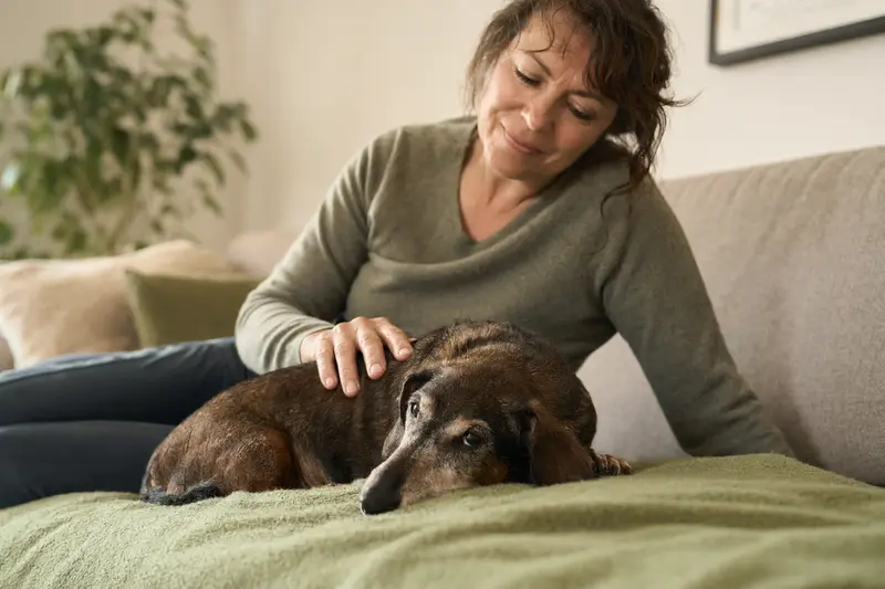 Ein älterer Kurzhaardackel entspannt auf einem gemütlichen Sofa, während sein Besitzer ihn liebevoll streichelt.