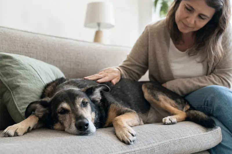 Ein älterer Kurzhaarcollie liegt entspannt auf einem Sofa, während sein Besitzer ihn liebevoll streichelt, in einer warmen Lichtstimmung.