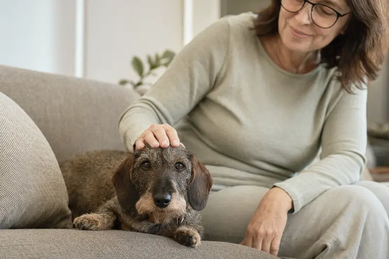 Ein älterer Kurzhaardackel liegt entspannt auf einem Sofa, während sein Besitzer ihn liebevoll streichelt.