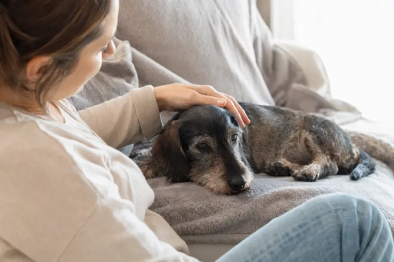 Ein älterer Kurzhaarteckel liegt entspannt auf einem Sofa, während sein Besitzer ihn liebevoll streichelt.