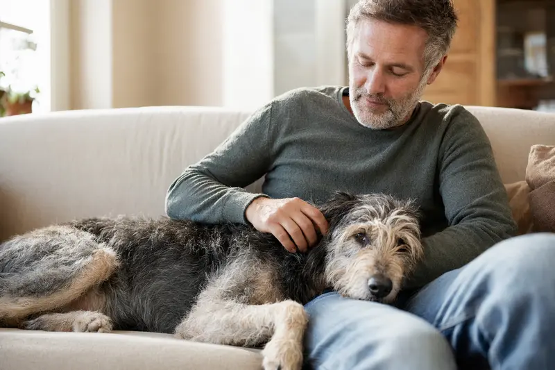 Ein älterer Hund liegt entspannt auf einem Sofa, während sein Besitzer ihn liebevoll streichelt und so Geborgenheit und Fürsorge vermittelt.