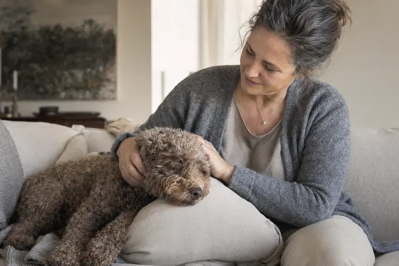 Ein älterer Lagotto Romagnolo liegt entspannt auf einem Sofa, während sein Besitzer ihn liebevoll streichelt.