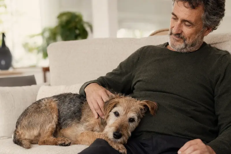 Ein älterer Lakeland-Terrier entspannt auf einem Sofa, während sein Besitzer ihn liebevoll streichelt.