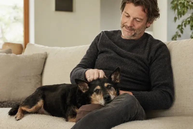 Ein älterer Lancashire Heeler Hund entspannt sich auf einem gemütlichen Sofa, während sein Besitzer ihn liebevoll streichelt und eine warme Lichtstimmung verbreitet.