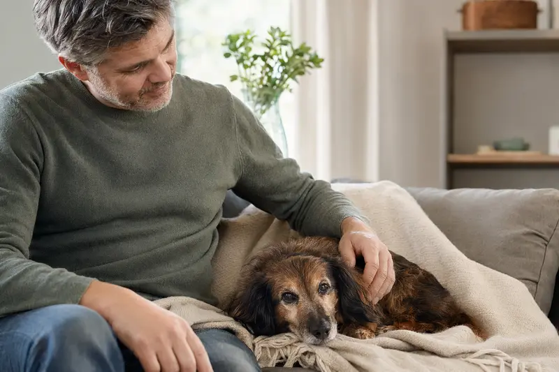 Ein älterer Langhaarteckel liegt entspannt auf einem Sofa, während sein Besitzer ihn liebevoll streichelt.