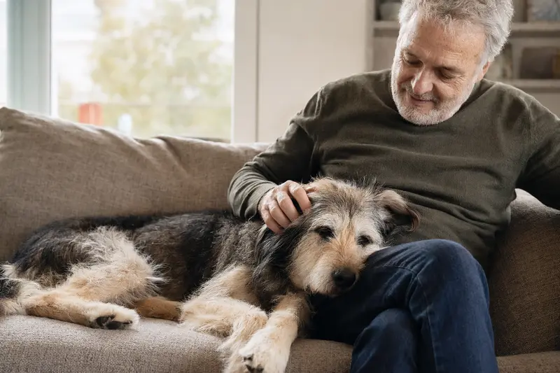 Ein älterer Hund liegt entspannt auf dem Sofa, während sein Besitzer ihn liebevoll streichelt, und vermittelt Ruhe, Fürsorge und Sicherheit im Zuhause.