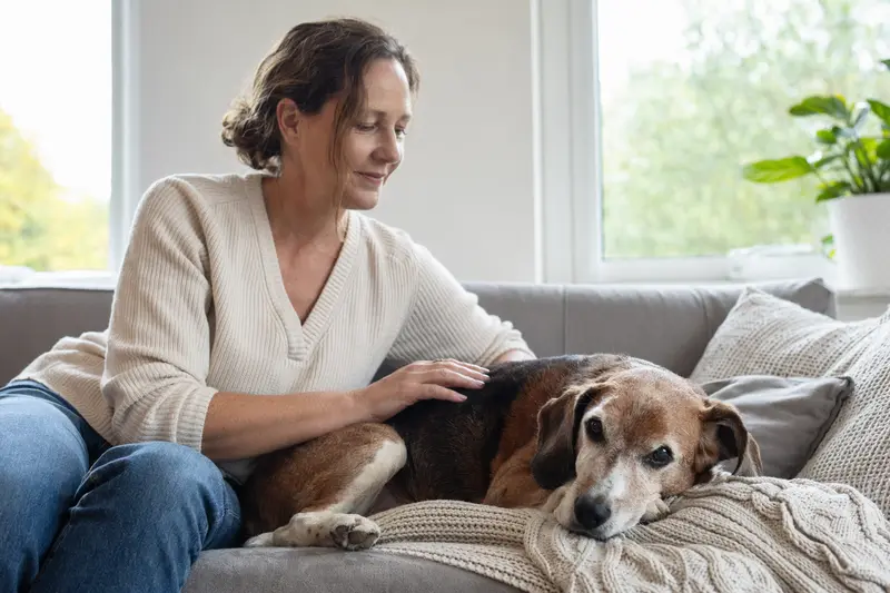 Ein älterer Litauische Bracke Hund liegt entspannt auf einem gemütlichen Sofa, während sein Besitzer ihn liebevoll streichelt.