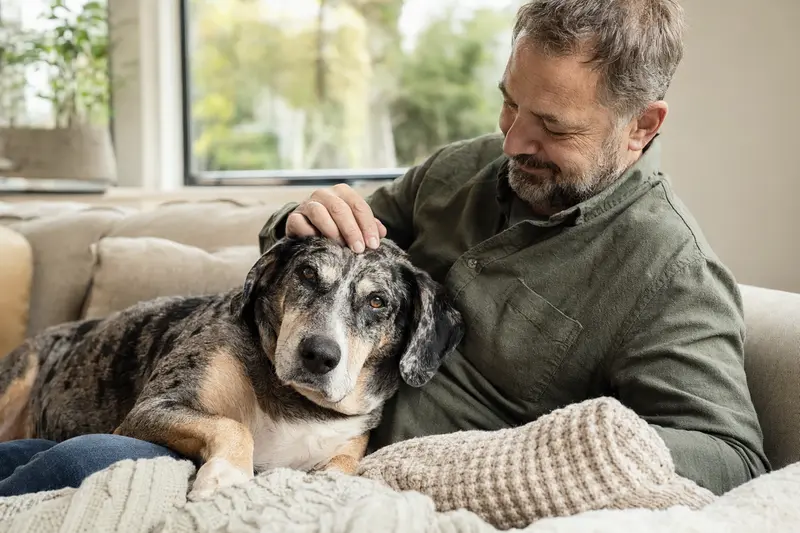 Ein älterer Louisiana Catahoula Leopard Dog liegt entspannt auf einem gemütlichen Sofa, während sein Besitzer ihn liebevoll streichelt.