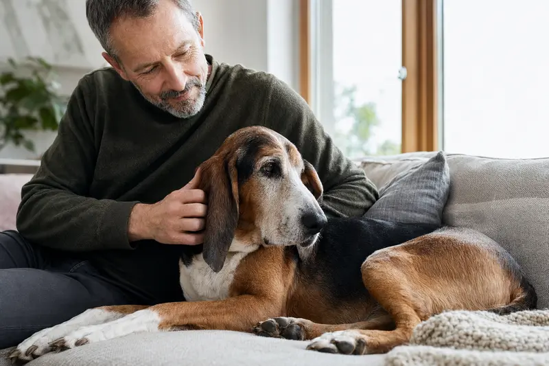 Ein älterer Luzerner Laufhund liegt entspannt auf einem gemütlichen Sofa, während sein Besitzer ihn liebevoll streichelt.