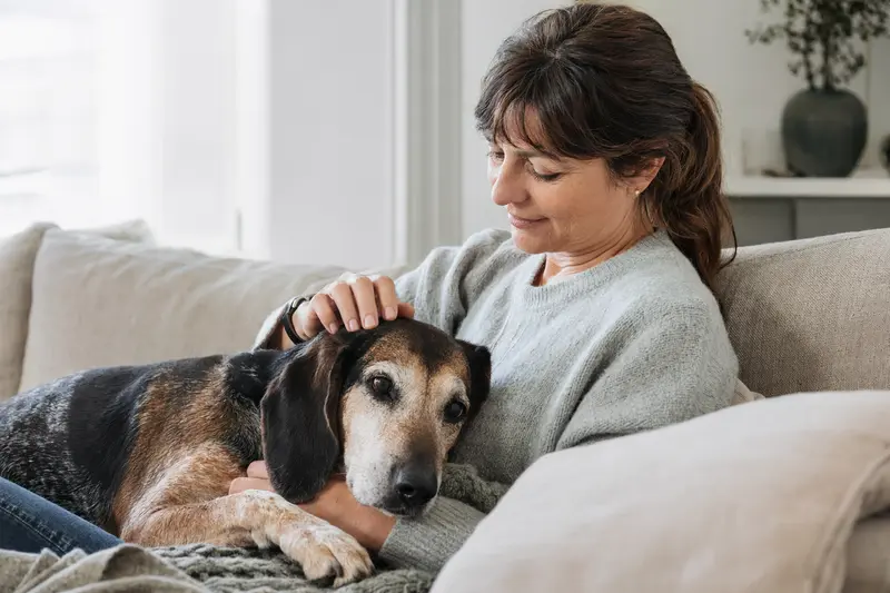 Ein älterer Luzerner Niederlaufhund entspannt auf einem Sofa, während sein Besitzer ihn liebevoll streichelt, in einer warmen und sicheren Atmosphäre.