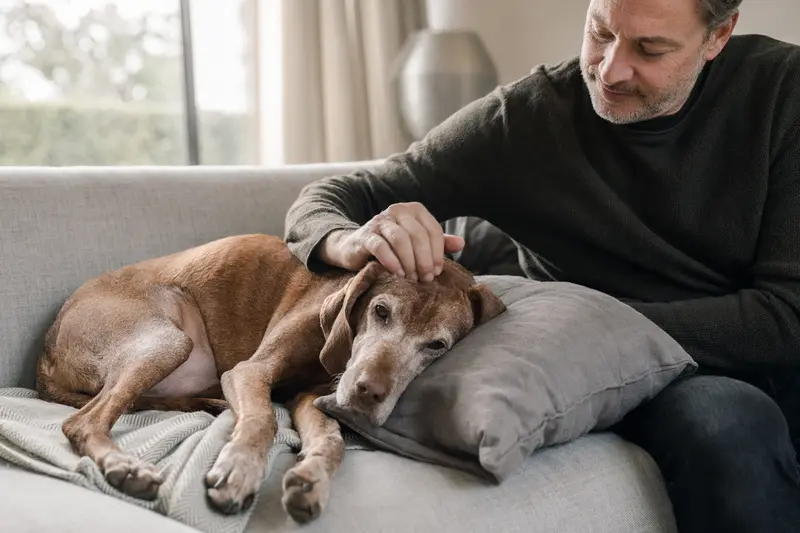 Ein älterer Magyar Vizsla Hund liegt entspannt auf einem Sofa, während sein Besitzer ihn liebevoll streichelt und eine warme Lichtstimmung im Raum herrscht.