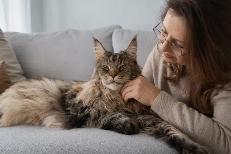 Eine ältere Maine Coon Katze liegt entspannt auf einem gemütlichen Sofa, während ihr Besitzer sie liebevoll streichelt.