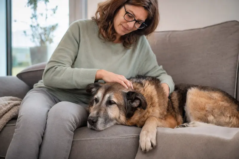 Älterer Mallorca-Schäferhund liegt entspannt auf dem Sofa, während sein Besitzer ihn liebevoll streichelt und so ein Gefühl von Fürsorge und Sicherheit entsteht.