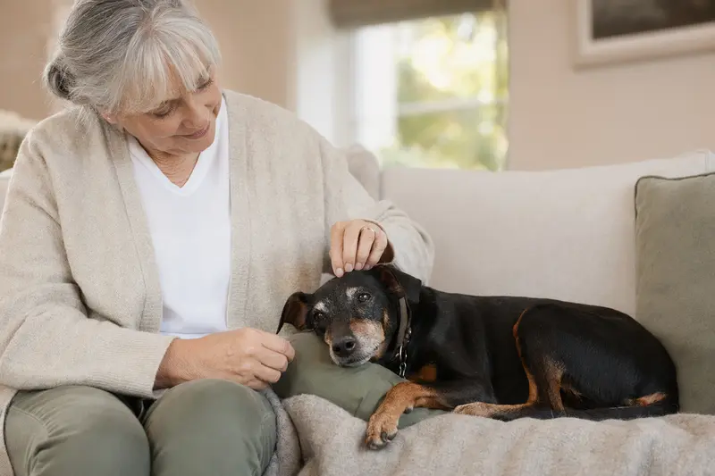Ein älterer Manchester Terrier entspannt auf einem Sofa, während sein Besitzer ihn liebevoll streichelt und eine warme Lichtstimmung im Raum herrscht.